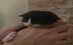 Mixed Breed cats for sale: Last two boys left! - Image 10