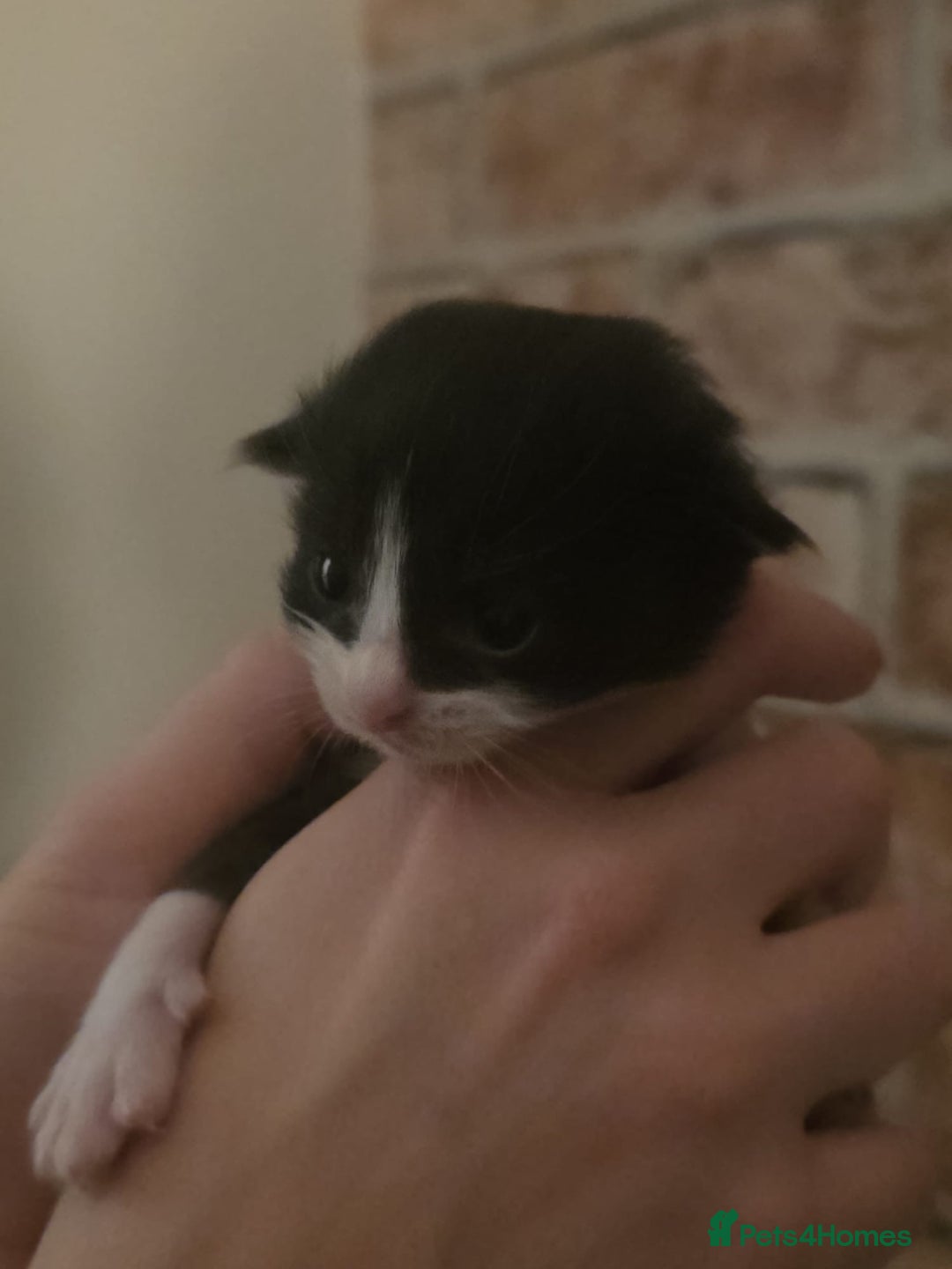 Mixed Breed cats for sale: Last two boys left! - Image 10