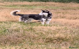 Siberian Husky dogs for stud: Gorgeous husky stud, unique eyes in Dunstable - Advert 8