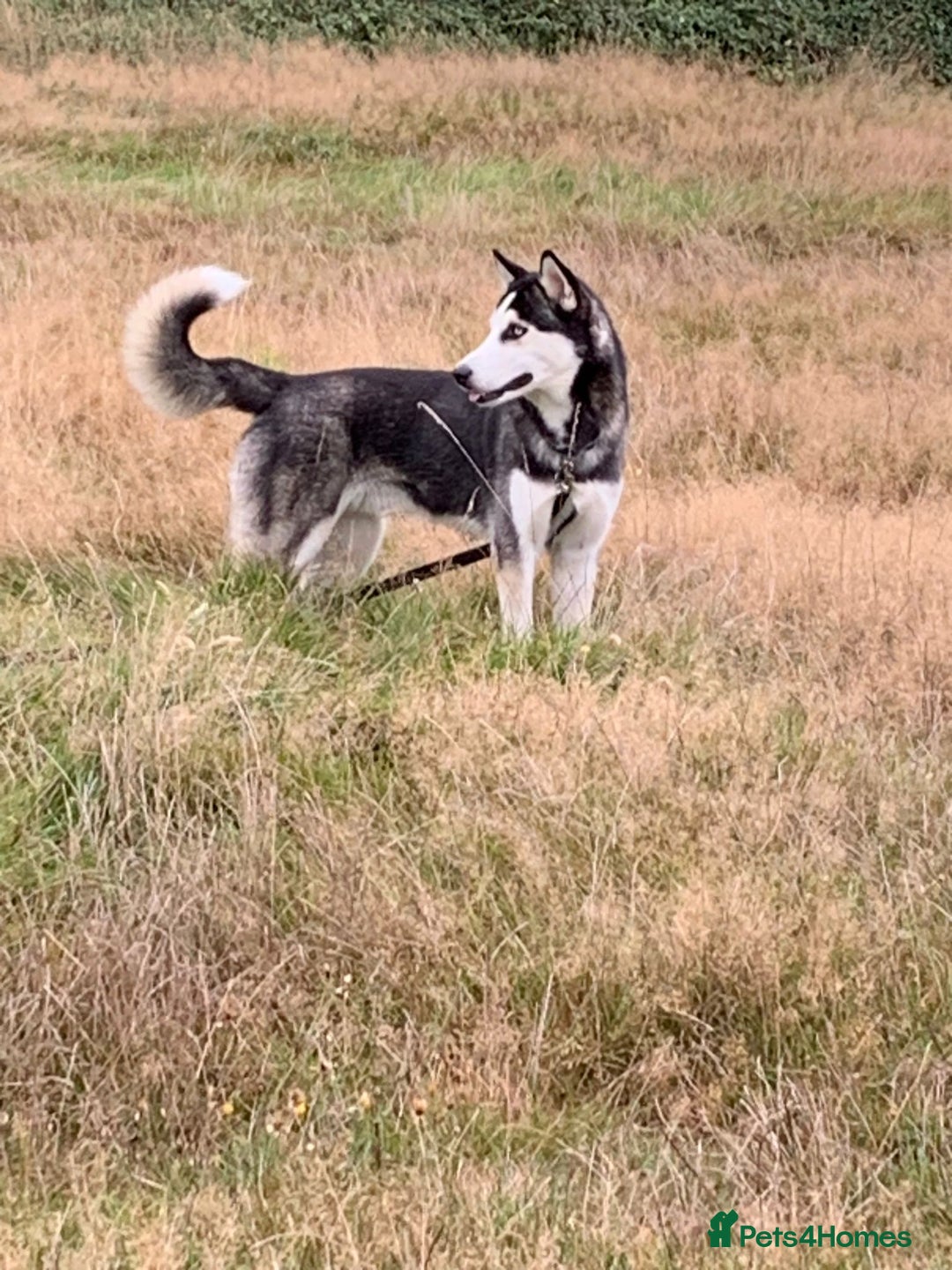 Siberian Husky dogs for stud: Gorgeous husky stud, unique eyes in Dunstable - Advert 8