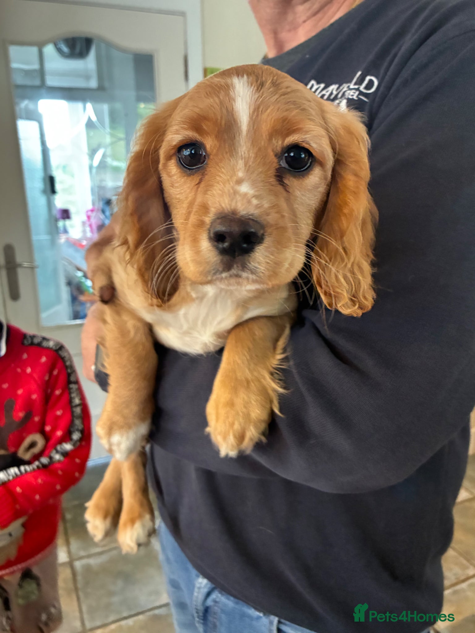 Mixed Breed dogs Cockapoo x cavalier King Charles spaniel.  - Advert 9