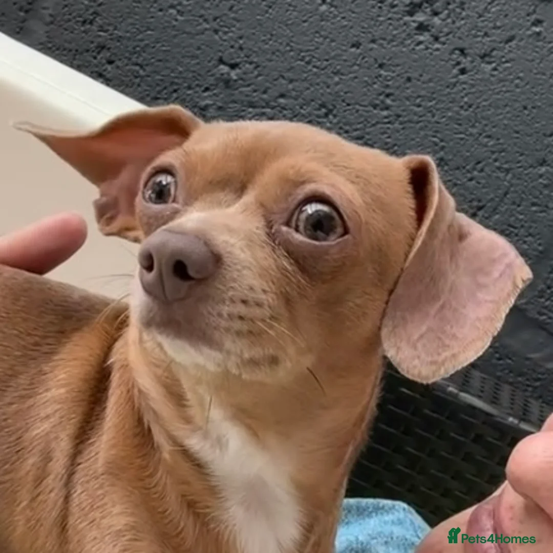Chiweenie dogs for sale: 4yr old chiweenie looking for quiet home - Advert 2