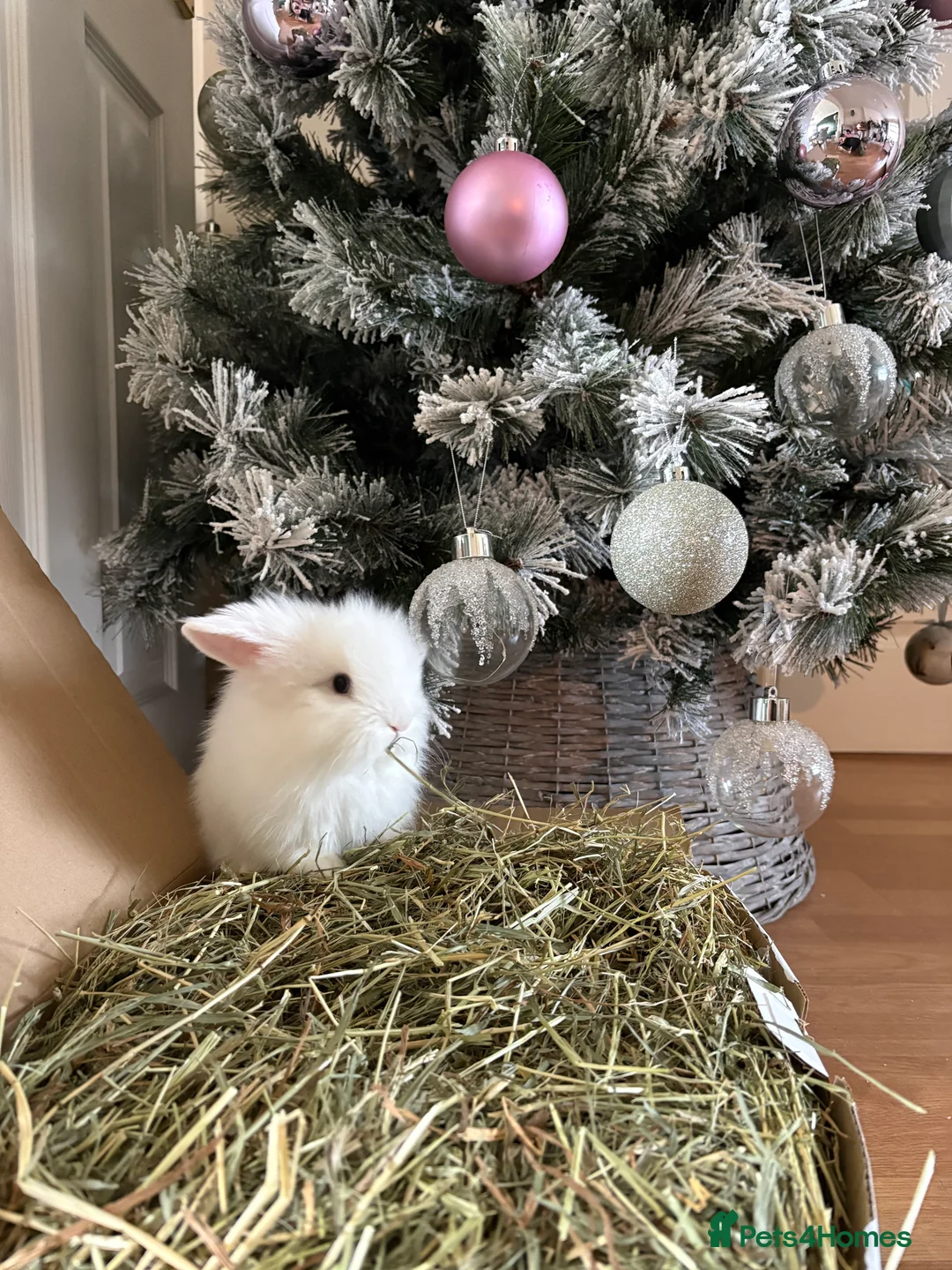 Mini Lion Lop rabbits for sale: Female Mini Lionhead Lop Fluff Balls for Sale - Advert 1