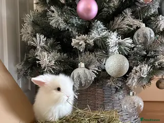 Mini Lion Lop rabbits Female Mini Lionhead Lop Fluff Balls for Sale - Advert 1