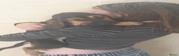 Bloodhound dogs for sale: Bloodhound Puppies - Advert 19