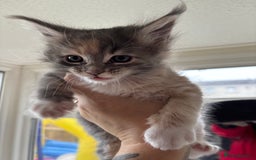 Maine Coon cats for sale: 3 females 1 male Maine Coone kittens - Image 16