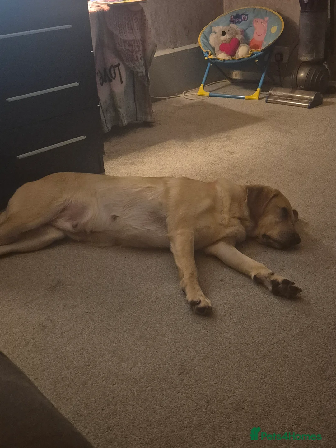 Labrador Retriever dogs for sale: Confirmed pregnancy in Lincoln - Advert 1