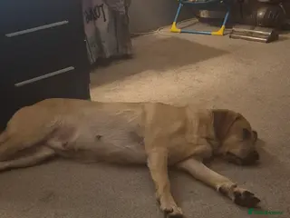 Labrador Retriever dogs Confirmed pregnancy - Advert 1