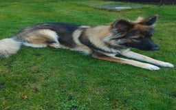 German Shepherd dogs for stud: For Stud only  - Image 5