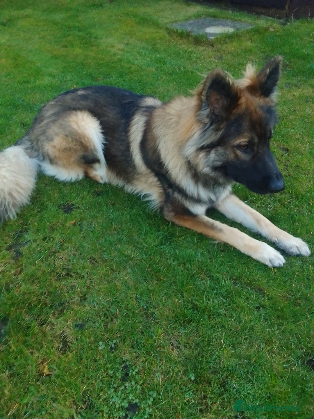 German Shepherd dogs for stud: For Stud only  - Image 5