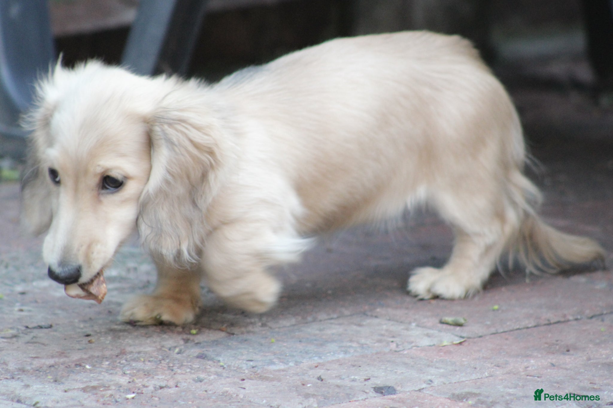 Miniature Dachshund dogs for sale: Cream girl  - Advert 5