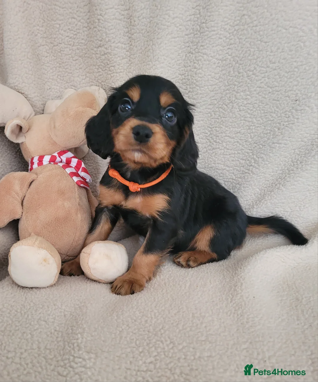 Cocker Spaniel dogs for sale: Small Health Tested Working Cocker Pups - Advert 1