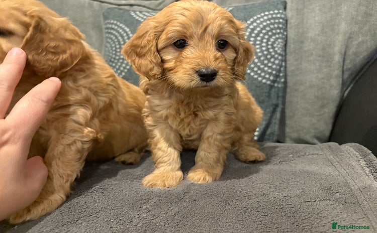 Cavapoo dogs - Advert 5