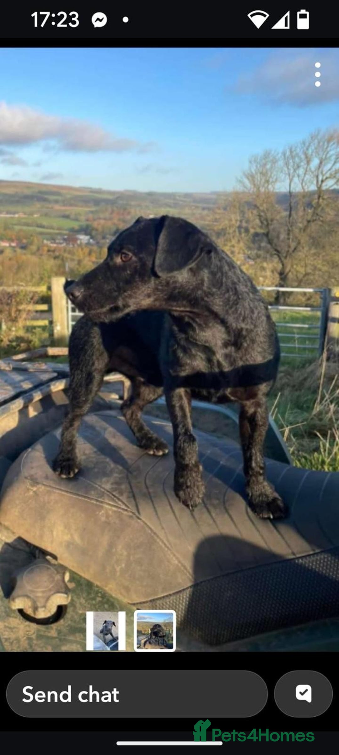 Patterjack dogs for sale: Patterdale Cross Jack Russells - Image 2