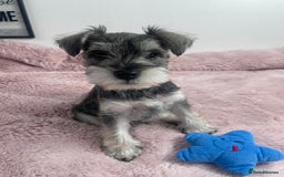 Miniature Schnauzer dogs for sale: KC Beautiful miniature Schnauzers  - Image 15