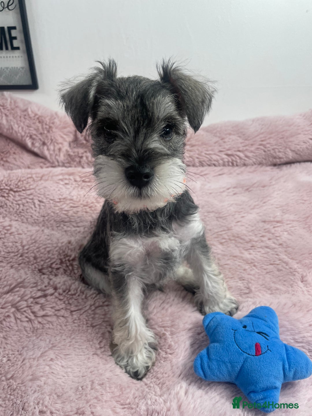 Miniature Schnauzer dogs for sale: KC Beautiful miniature Schnauzers  - Image 15