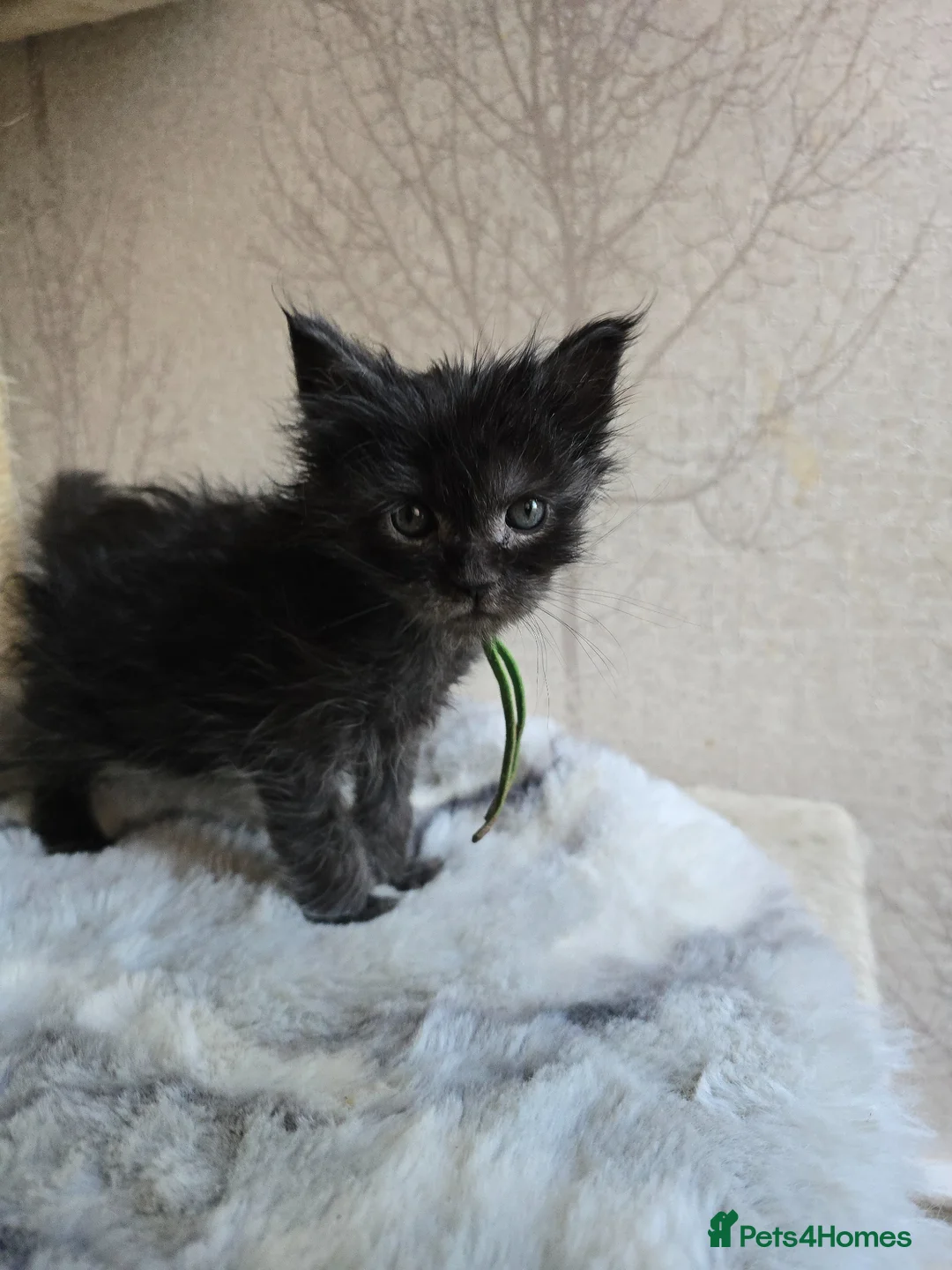 Maine Coon cats for sale: Stunning Black Smoke Boy - Advert 2
