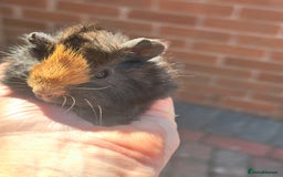 Guinea Pig rodents for sale: Pretty baby Guineapigs  in Chelmsford - Image 2