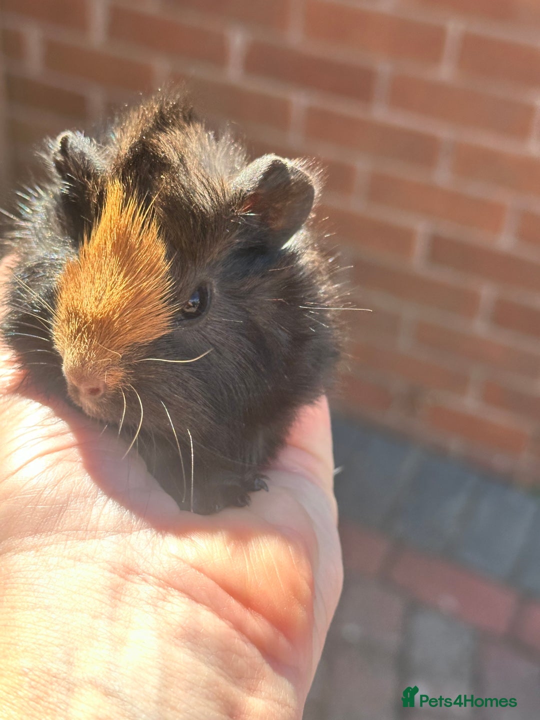 Guinea Pig rodents for sale: Pretty baby Guineapigs  in Chelmsford - Image 2