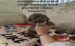 Toy Poodle dogs for sale:  Reduced ! chocolate teddy bear faced poodle pups  - Image 11