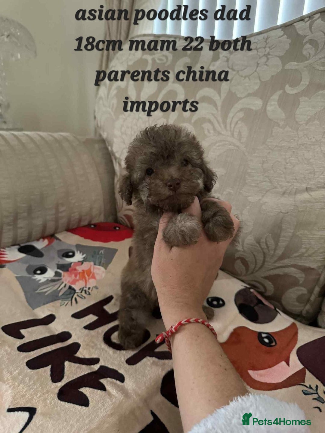 Toy Poodle dogs for sale:  Reduced ! chocolate teddy bear faced poodle pups  - Image 11
