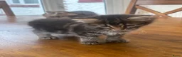 Mixed Breed cats for sale: Maine Coon Mixed Kittens  in Tonbridge - Advert 3