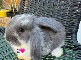 French Lop rabbits Pure French lops - Advert 2