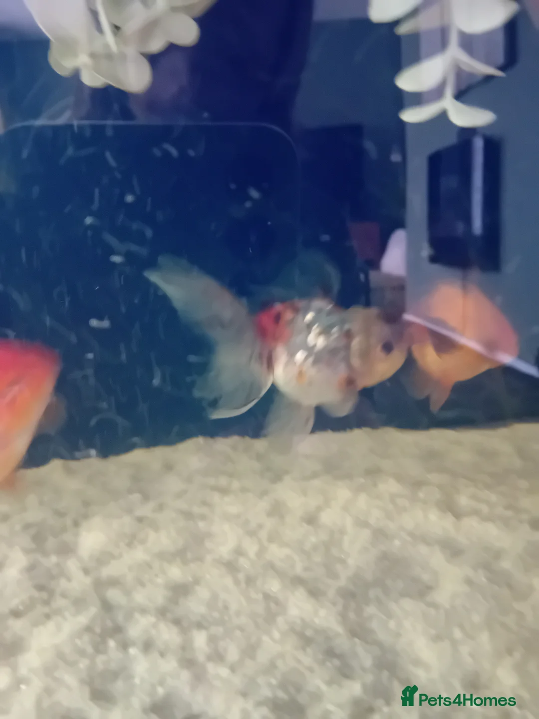 Fancy Goldfish fish for sale: Fancy goldfish in Bristol - Advert 2