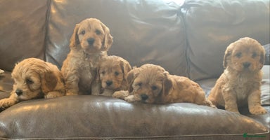 Cavapoo dogs - Advert 5