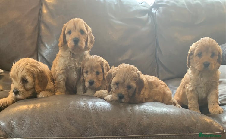 Cavapoo dogs - Advert 2