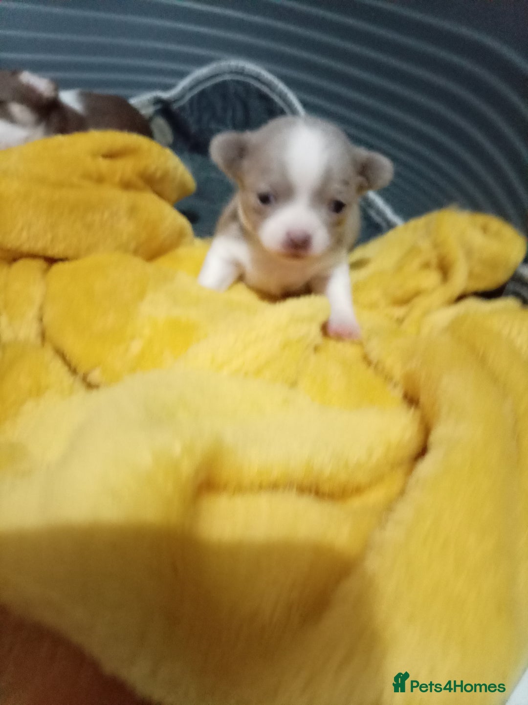 Chihuahua dogs for sale: Chihuahua puppies - Advert 13