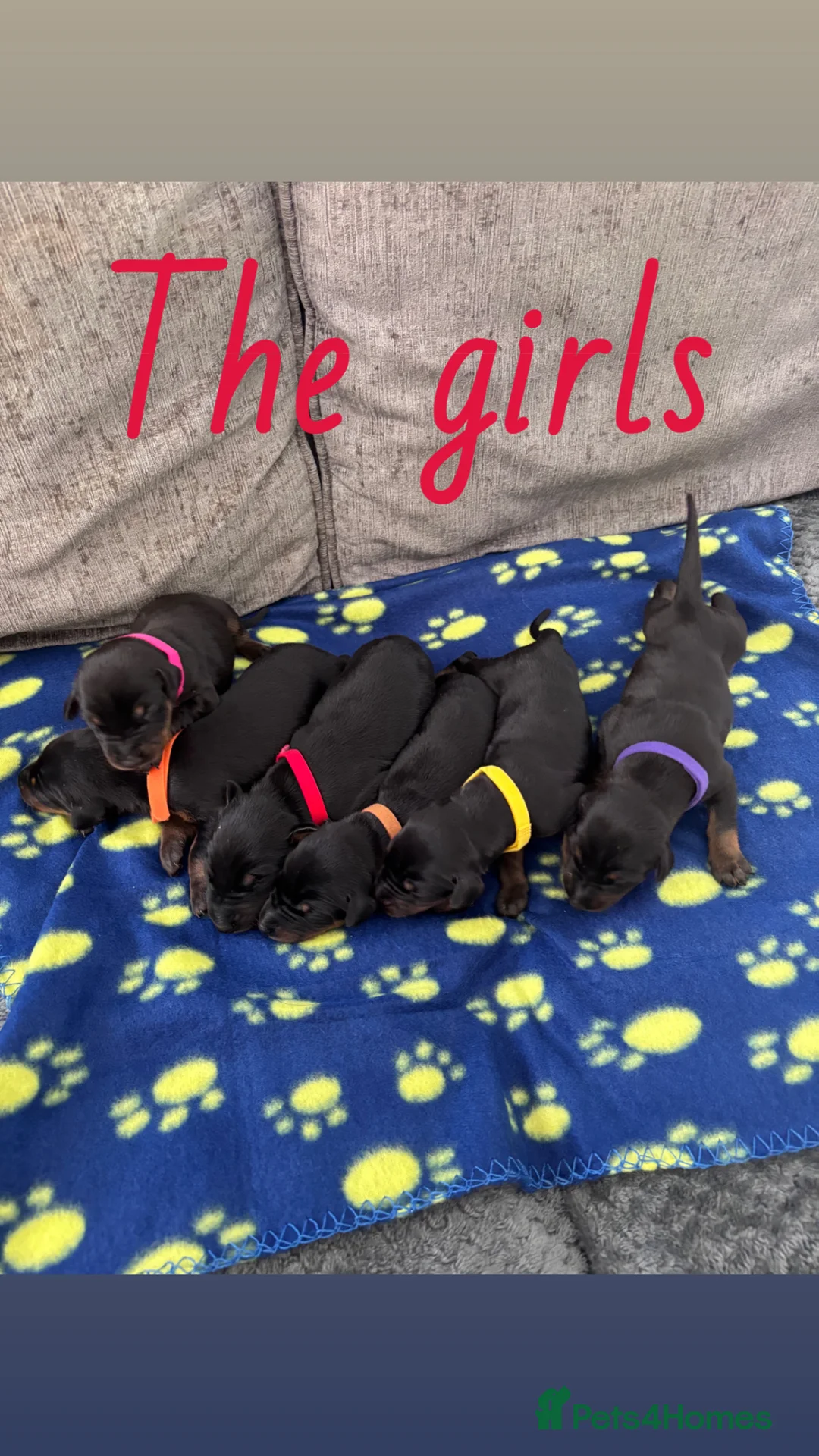 Dobermann dogs for sale: KC registered Dobermann puppies  - Advert 2