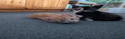Mixed Breed cats for sale: Three pretty kittens for sale  in York - Advert 6