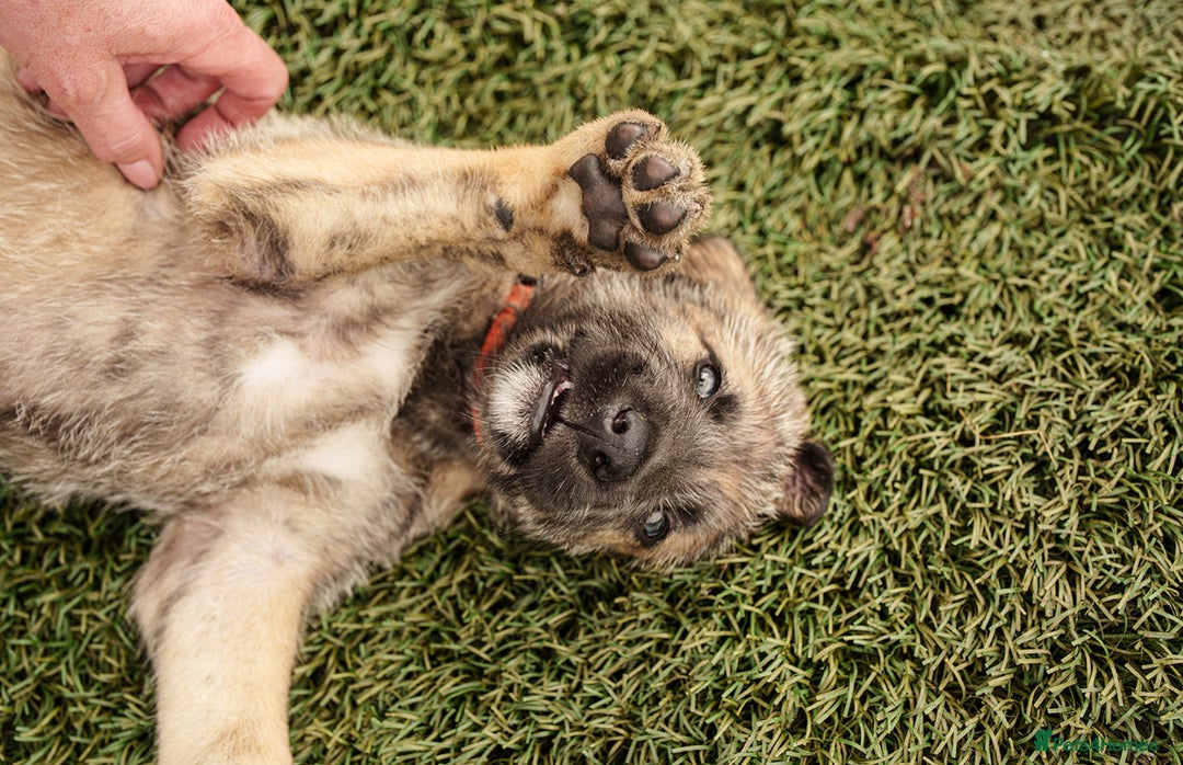 Irish Wolfhound dogs for sale: Irish Wolfhound Puppies For Sale - IKC Registered  - Image 5