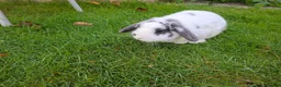 English Lop rabbits for sale: Robbie Rabbit Male Rabbit Lop...very calm. in Brentwood - Advert 5