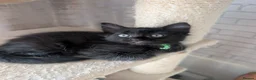 Mixed Breed cats for sale: Beautiful Blue-Eyed Kittens  - Advert 18