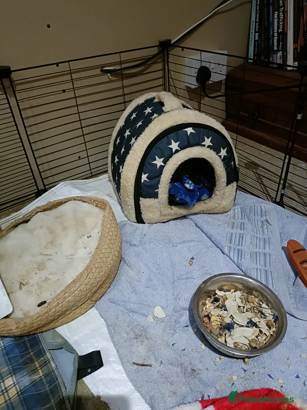 Guinea Pig rodents for sale: Male Guinea pigs for sale  - Advert 3
