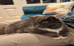 Siamese cats for sale: Older Siamese X seeking forever home - Advert 6