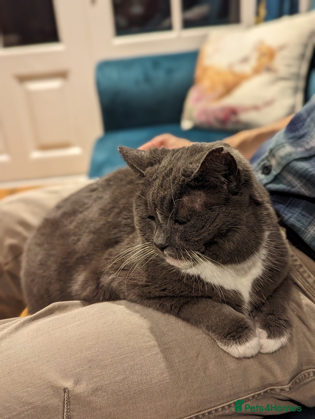 Siamese cats for sale: Older Siamese X seeking forever home - Advert 6