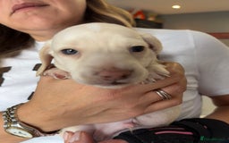 Miniature Dachshund dogs for sale: 5 Delicious Miniature Dachshund  - Image 4