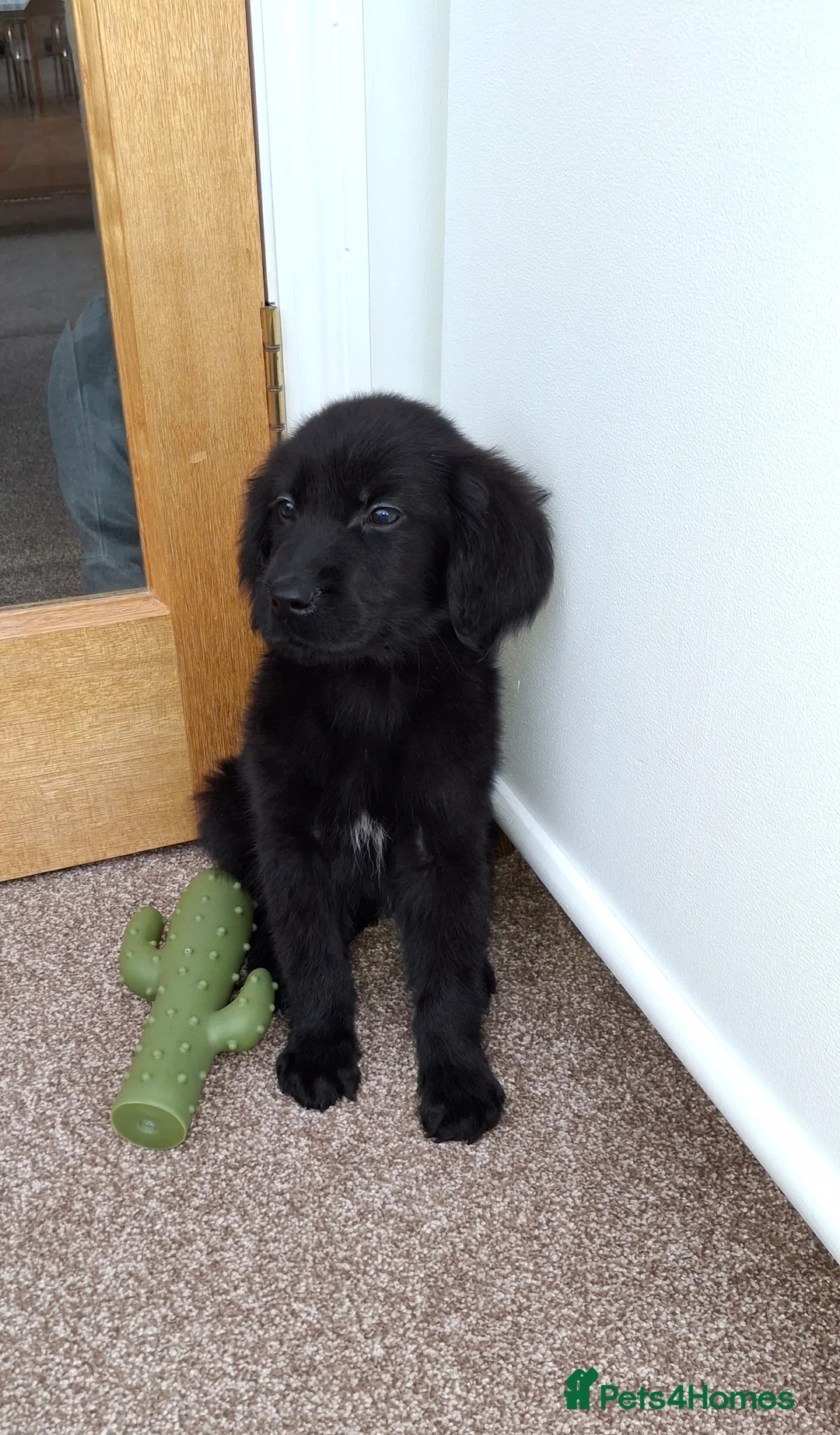 Mixed Breed dogs for sale: flat coated retriever x golden retriever puppies. - Advert 14