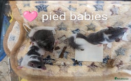 Mouse rodents for sale: African Pygmy dormice. Browns and Pieds!!! - Image 2