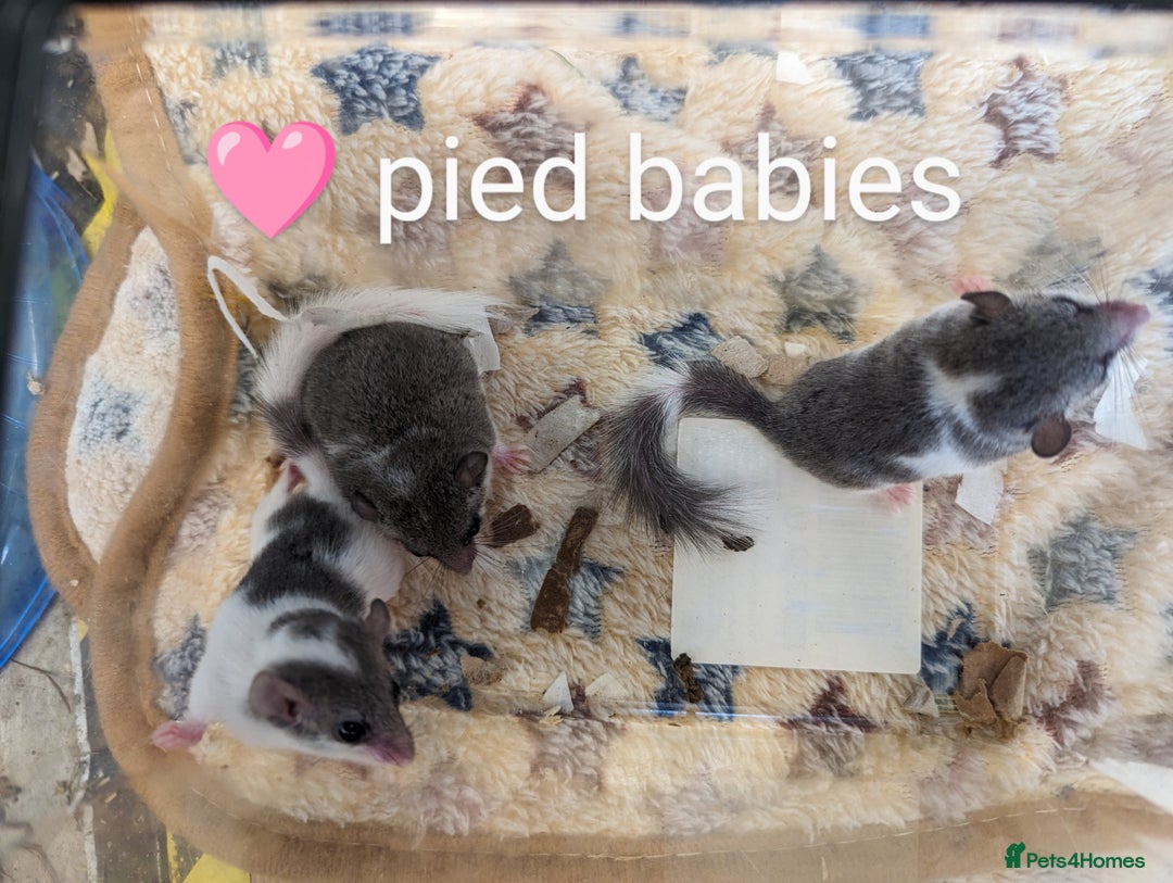 Mouse rodents for sale: African Pygmy dormice. Browns and Pieds!!! - Image 2