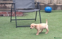 Labrador Retriever dogs for sale: Beautiful Labrador Puppies **READY NOW** - Image 17