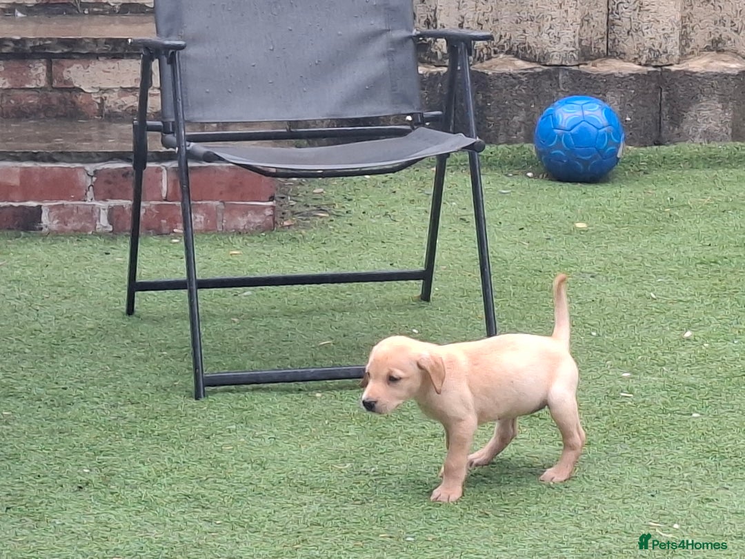 Labrador Retriever dogs for sale: Beautiful Labrador Puppies **READY NOW** - Image 17