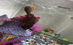 Plecos fish for sale: Large pleco 14cm  - Image 1