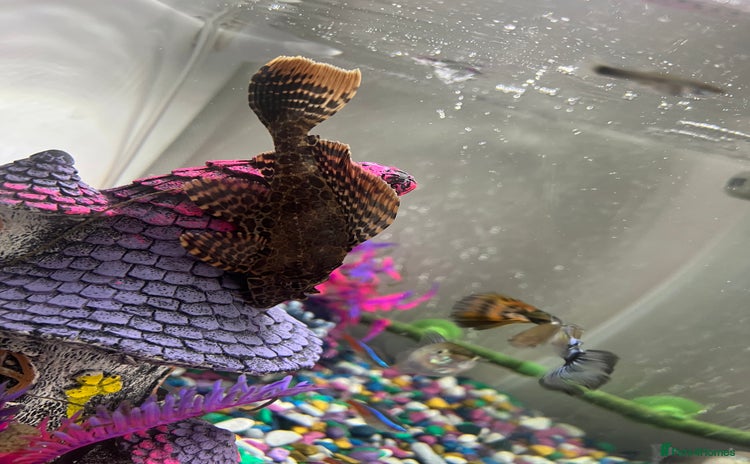 Plecos fish - Advert 1