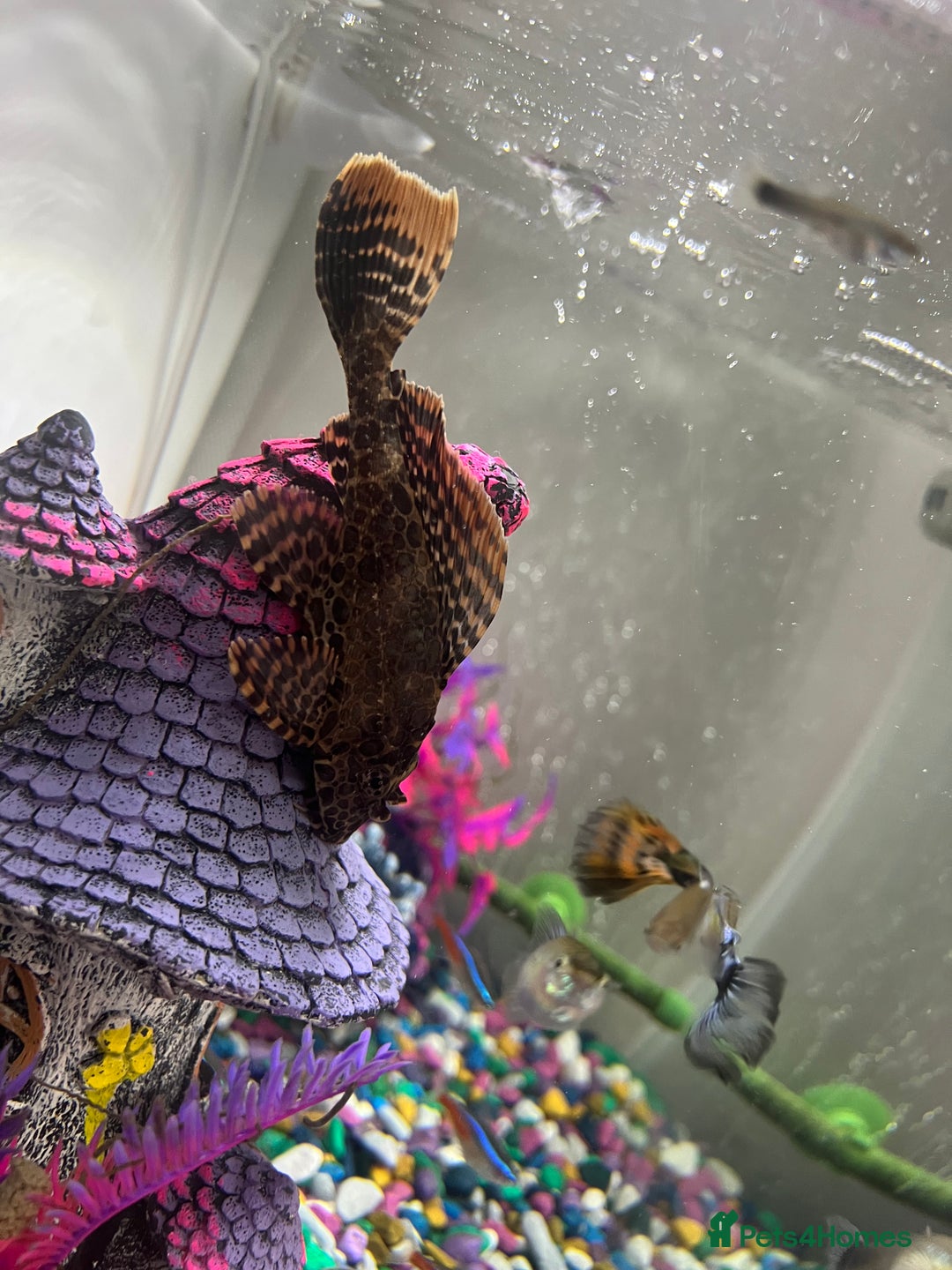 Plecos fish for sale: Large pleco 14cm  - Image 1