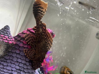 Plecos fish - Advert 2