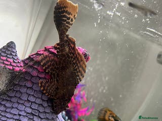 Plecos fish Large pleco 14cm - Advert 2